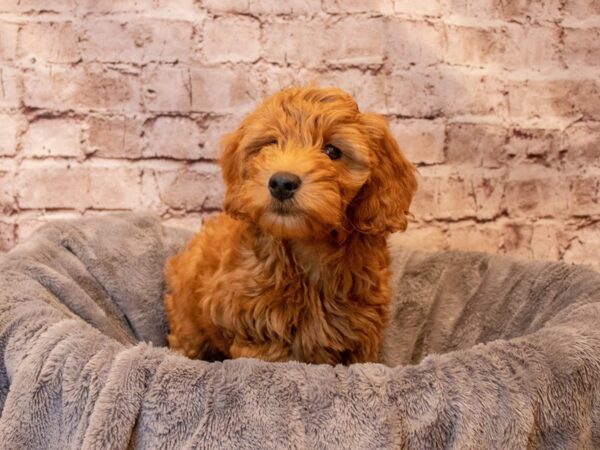 Mini Goldendoodle- Available 8/10-DOG-Female-Red-1408-PetCenter Old Bridge, New Jersey