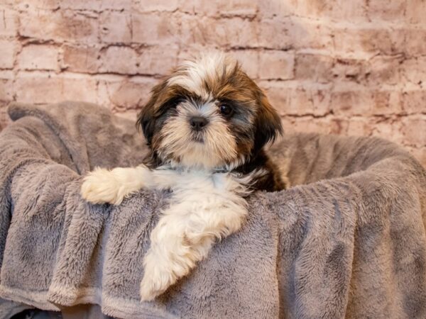 Shih Tzu- Available 8/10-DOG-Female-Gold / White-1411-PetCenter Old Bridge, New Jersey