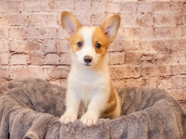 Pembroke Welsh Corgi- Available 8/10-DOG-Female-Sable / White-1409-PetCenter Old Bridge, New Jersey
