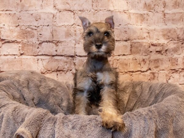 Miniature Schnauzer- Available 8/10-DOG-Female-Salt / Pepper-1410-PetCenter Old Bridge, New Jersey