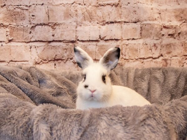 Netherland Dwarf-RABBIT---B-1420-PetCenter Old Bridge, New Jersey