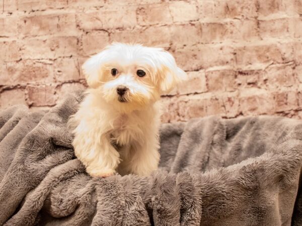 Maltese- Available 7/20-DOG-Female-White-1362-PetCenter Old Bridge, New Jersey