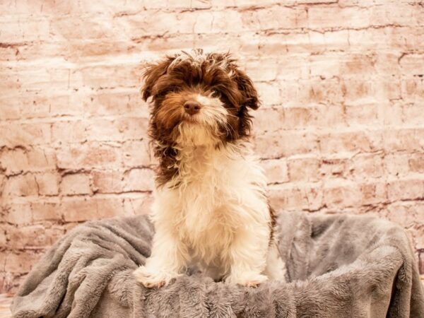 Havanese- Available 7/20-DOG-Male-Chocolate / White-1366-PetCenter Old Bridge, New Jersey