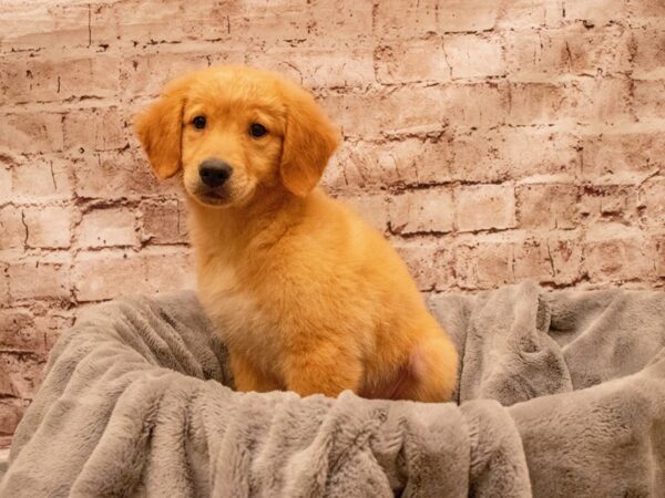 Golden Retriever- Available 8/17-DOG-Female-Golden-1432-PetCenter Old Bridge, New Jersey