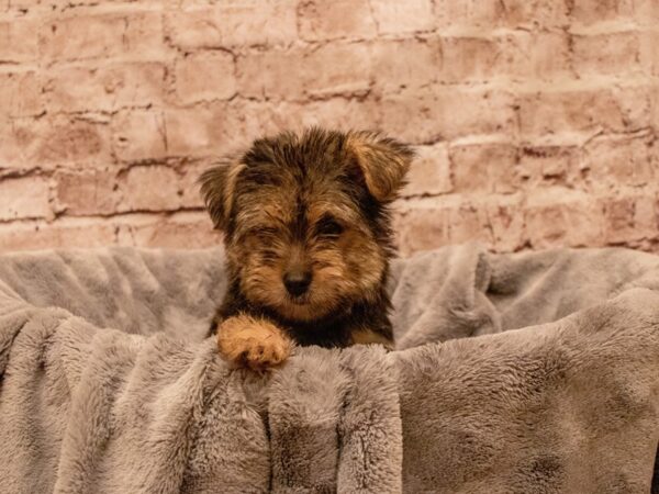 Morkie- Available 8/17-DOG-Male-Black and Tan-1425-PetCenter Old Bridge, New Jersey