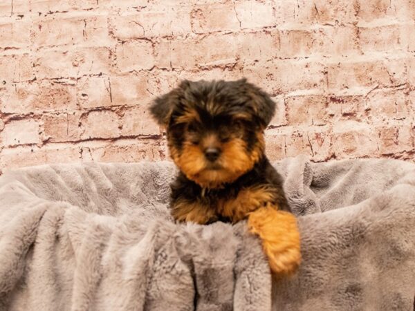 Yorkshire Terrier- Available 8/17-DOG-Male-Black and Tan-1422-PetCenter Old Bridge, New Jersey
