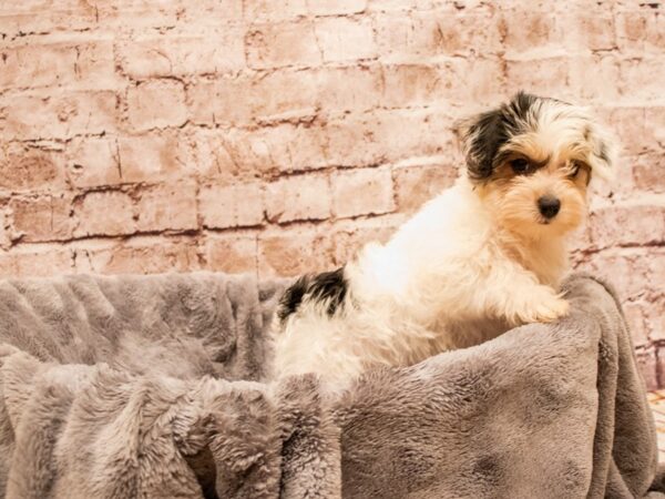 Yorkiepoo- Available 8/17-DOG-Female-Black and Tan-1420-PetCenter Old Bridge, New Jersey
