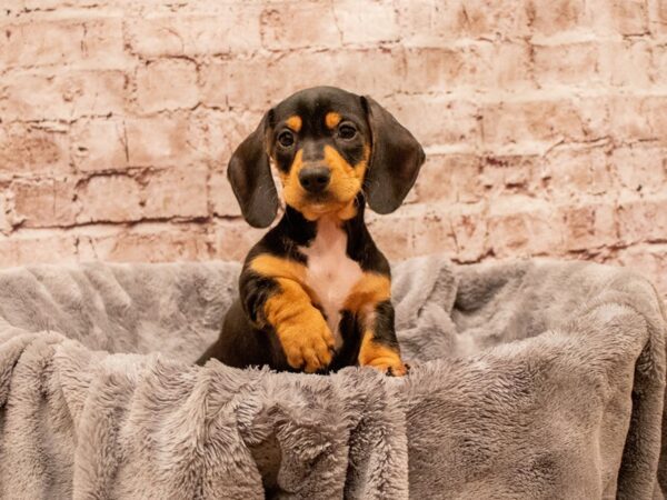 Dachshund- Available 8/17-DOG-Female-Black and Tan-1421-PetCenter Old Bridge, New Jersey