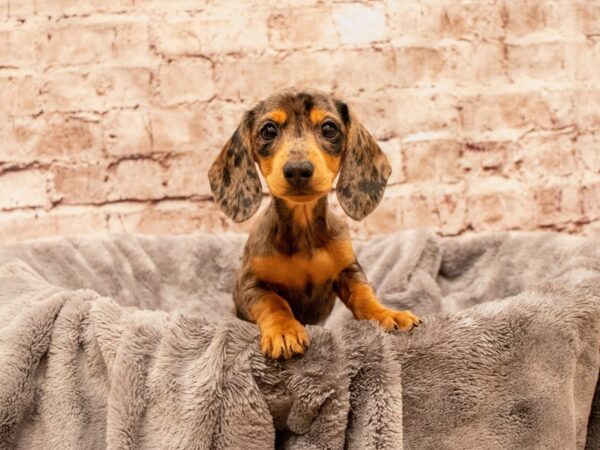 Dachshund- Available 8/17-DOG-Female-Blue Merle-1430-PetCenter Old Bridge, New Jersey