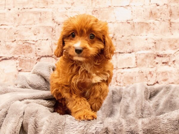 Cavapoo- Available 8/17-DOG-Female-Red-1435-PetCenter Old Bridge, New Jersey