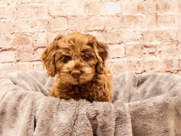 Cockapoo- Available 8/17-DOG-Male-Chocolate Merle-1427-PetCenter Old Bridge, New Jersey