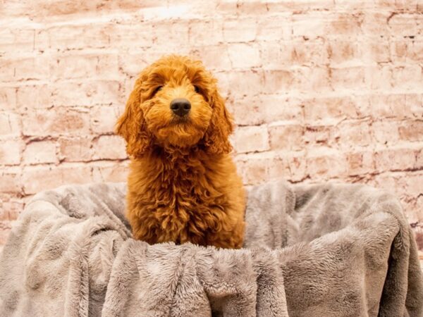 Mini Goldendoodle- Available 8/17-DOG-Male-Red-1433-PetCenter Old Bridge, New Jersey