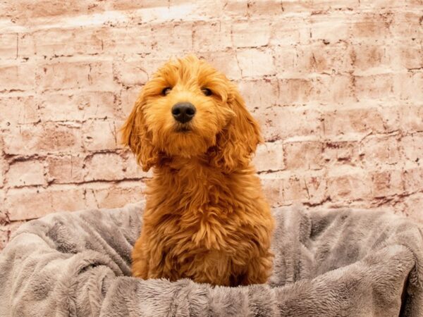 Mini Goldendoodle- Available 8/17-DOG-Female-Red-1434-PetCenter Old Bridge, New Jersey