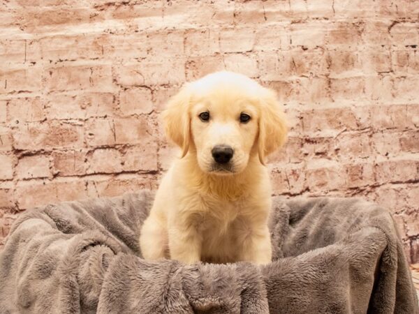 Golden Retriever- Available 8/17-DOG-Male-Cream-1428-PetCenter Old Bridge, New Jersey