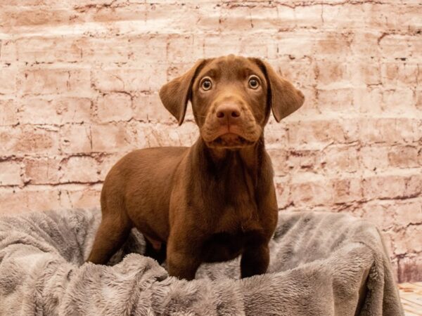Labrador Retriever- Available 8/17-DOG-Male-Chocolate-1431-PetCenter Old Bridge, New Jersey