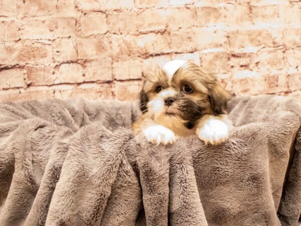Shih Tzu- Available 8/17-DOG-Male-Black Gold and Silver-1426-PetCenter Old Bridge, New Jersey