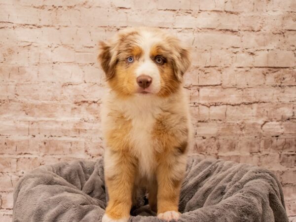 Miniature Australian Shepherd- Available 8/24-DOG-Male-Red Merle-1448-PetCenter Old Bridge, New Jersey