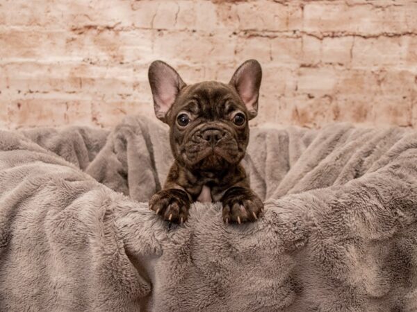 French Bulldog- Available 8/24-DOG-Male-Brindle-1451-PetCenter Old Bridge, New Jersey