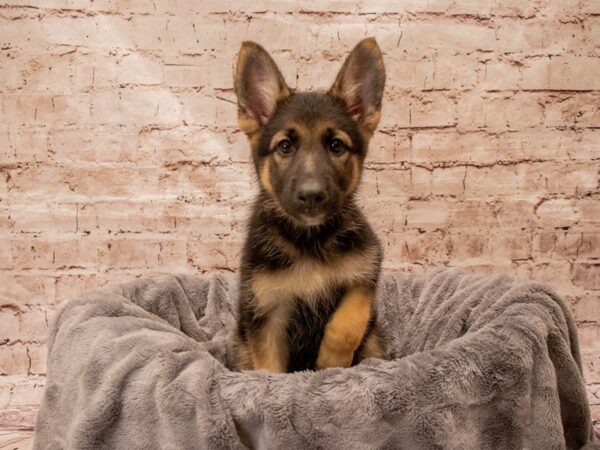 German Shepherd- Available 8/24-DOG-Female-Black and Tan-1456-PetCenter Old Bridge, New Jersey