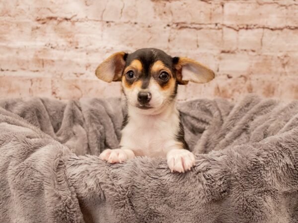 Chiweenie- Available 8/24-DOG-Female-Black and Tan-1453-PetCenter Old Bridge, New Jersey