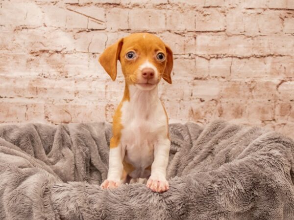 Chiweenie- Available 8/24-DOG-Female-Red and White-1449-PetCenter Old Bridge, New Jersey