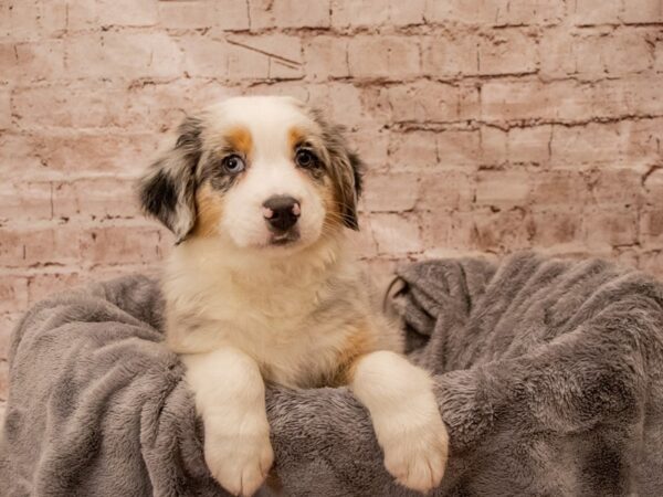 Australian Shepherd- Available 8/24-DOG-Male-Blue Merle White and Tan-1446-PetCenter Old Bridge, New Jersey