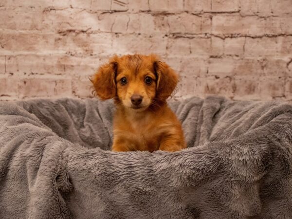 Dachshund- Available 8/24-DOG-Male-Red-1455-PetCenter Old Bridge, New Jersey