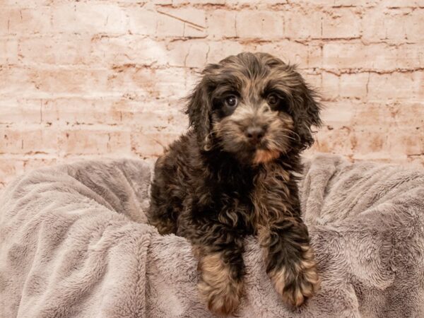 Cockapoo- Available 8/24-DOG-Male-Blue Roan-1454-PetCenter Old Bridge, New Jersey
