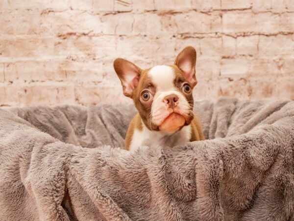 Boston Terrier- Available 8/24-DOG-Female-Seal and White-1447-PetCenter Old Bridge, New Jersey
