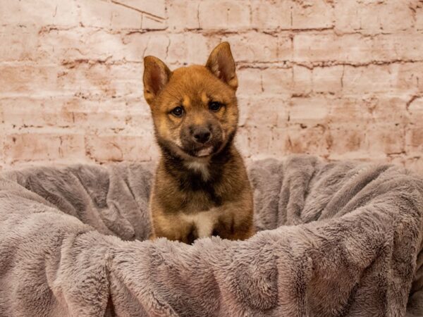 Shiba Inu- Available 8/24-DOG-Male-Red Sesame-1450-PetCenter Old Bridge, New Jersey