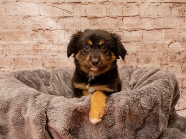 Toy Australian Shepherd- Available 8/24-DOG-Male-Black Brown and White-1452-PetCenter Old Bridge, New Jersey