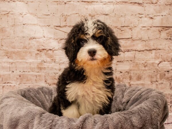 Bernadoodle- Available 8/24-DOG-Male-Black-1442-PetCenter Old Bridge, New Jersey