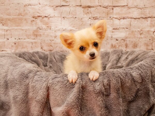 Chihuahua- Available 8/24-DOG-Female-Cream-1441-PetCenter Old Bridge, New Jersey