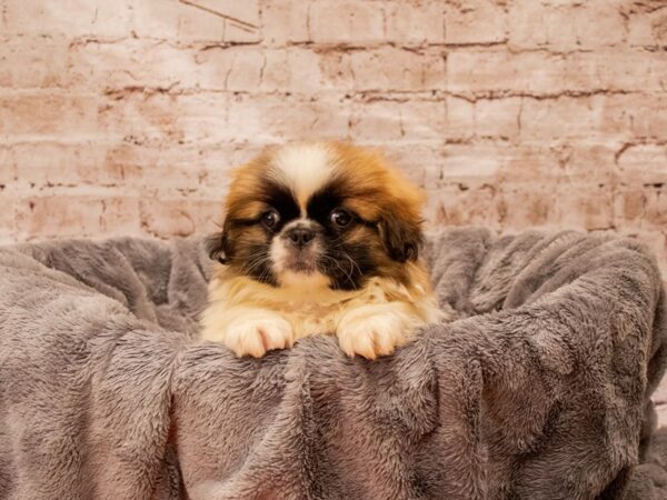 Pekingese- Available 8/24-DOG-Male-Sable / White-1436-PetCenter Old Bridge, New Jersey
