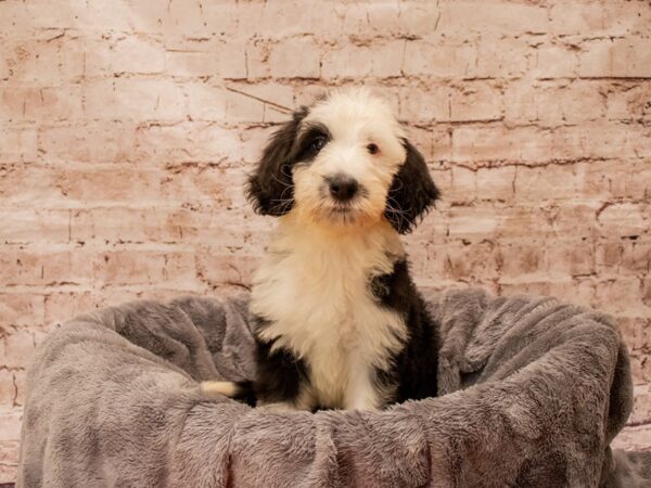 Old English Sheepadoodle- Available 8/24-DOG-Male-Black / White-1443-PetCenter Old Bridge, New Jersey