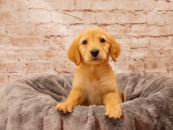 Golden Retriever- Available 8/24-DOG-Female-Golden-1440-PetCenter Old Bridge, New Jersey