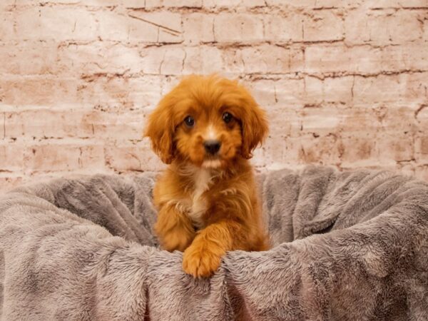 Cavapoo- Available 8/24-DOG-Female-Red-1444-PetCenter Old Bridge, New Jersey