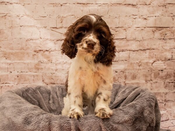 Cocker Spaniel- Available 8/24-DOG-Female-Chocolate / White-1438-PetCenter Old Bridge, New Jersey