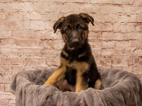 German Shepherd- Available 8/24-DOG-Female-Black / Tan-1437-PetCenter Old Bridge, New Jersey