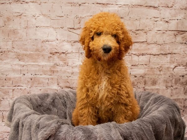 Standard Poodle- Available 8/10-DOG-Male-Red-1415-PetCenter Old Bridge, New Jersey