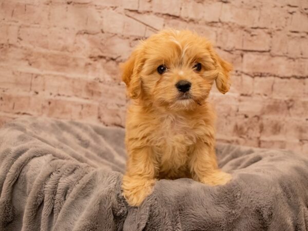 Cavachon- Available 8/31-DOG-Male-Cream-1464-PetCenter Old Bridge, New Jersey