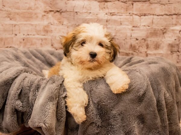 Havanese- Available 8/31-DOG-Male-Gold Sable-1467-PetCenter Old Bridge, New Jersey