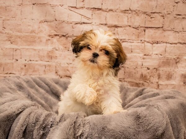 Shih Tzu- Available 8/31-DOG-Female-Gold and White-1469-PetCenter Old Bridge, New Jersey