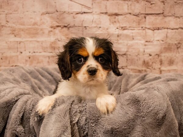 Cavalier King Charles Spaniel- Available 8/31-DOG-Male-Black and White-1468-PetCenter Old Bridge, New Jersey