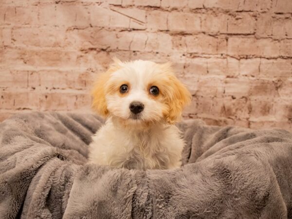 Cavachon- Available 8/31-DOG-Female-Blenheim-1463-PetCenter Old Bridge, New Jersey