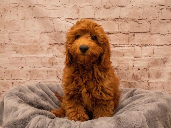 Mini Goldendoodle- Available 8/31-DOG-Male-Red-1461-PetCenter Old Bridge, New Jersey