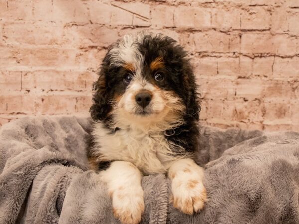 Mini Aussiedoodle- Available 8/31-DOG-Male-Black-1459-PetCenter Old Bridge, New Jersey