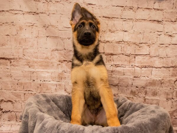 German Shepherd- Available 8/31-DOG-Male-Black / Red-1460-PetCenter Old Bridge, New Jersey