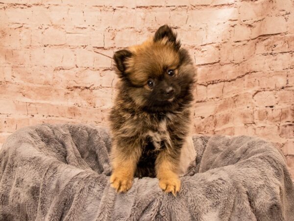 Pomeranian- Available 8/31-DOG-Male-Wolf Sable-1466-PetCenter Old Bridge, New Jersey