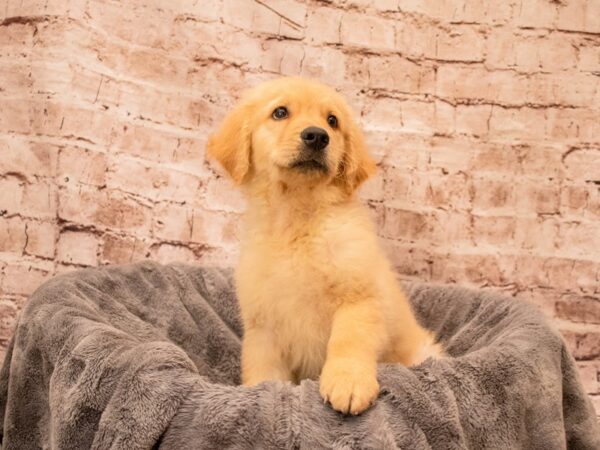 Golden Retriever- Available 9/7-DOG-Male-Light Golden-1472-PetCenter Old Bridge, New Jersey